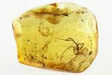 Fossil Spider (Araneae) with Spider Webs in Baltic Amber - Rare! #346677-1